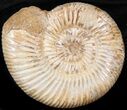 Perisphinctes Ammonite - Jurassic #38021-1